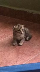 A Mother And Her Baby - Domestic Short Hair Cat