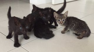 Four Blacks And A Brown Kitty! - Domestic Short Hair Cat