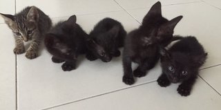 Four Blacks And A Brown Kitty! - Domestic Short Hair Cat