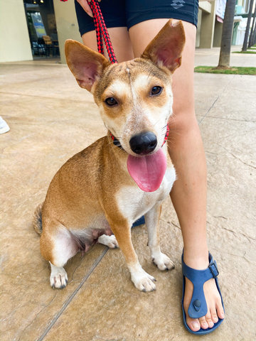 Brown - Mixed Breed Dog