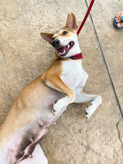 Brown - Mixed Breed Dog