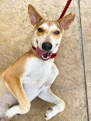 Brown - Mixed Breed Dog