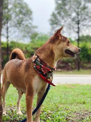 Brown - Mixed Breed Dog