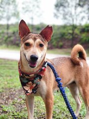 Brown - Mixed Breed Dog