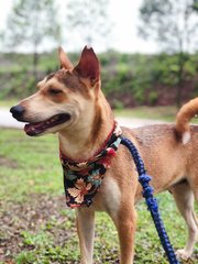 Brown - Mixed Breed Dog