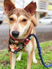 Brown - Mixed Breed Dog