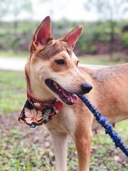 Brown - Mixed Breed Dog