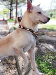 Wira - Mixed Breed Dog