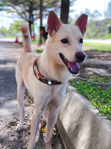 Wira - Mixed Breed Dog