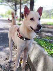 Wira - Mixed Breed Dog