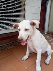 Snow - Mixed Breed Dog