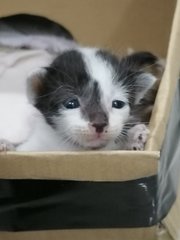 white kitten with spots likes to climb