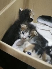 2 brown and white kittens with a brown-grey kitten in the back