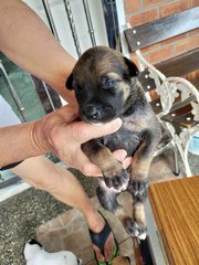 Magnificent 9 - Mixed Breed Dog