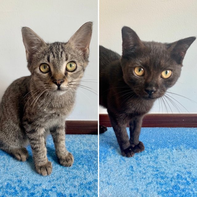 Pancake &amp; Waffle - Domestic Short Hair Cat