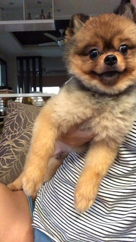 Bailey - Pomeranian Dog