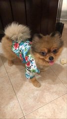 Bailey - Pomeranian Dog