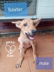 Baxter - Mixed Breed Dog