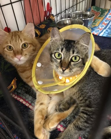 Sunny &amp; Cher (Siblings To Love) - Domestic Medium Hair Cat