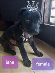 Jane - Mixed Breed Dog