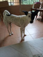 Vivi (Spayed) - Pointer Mix Dog