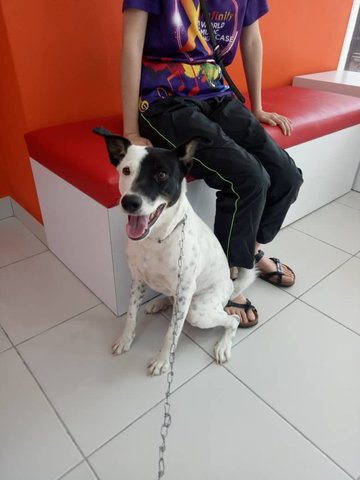 Vivi (Spayed) - Pointer Mix Dog