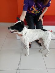 Vivi (Spayed) - Pointer Mix Dog