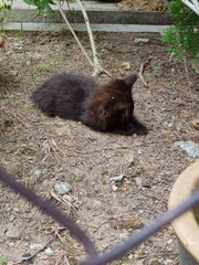 No Name Yet - Domestic Long Hair Cat