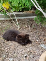 No Name Yet - Domestic Long Hair Cat