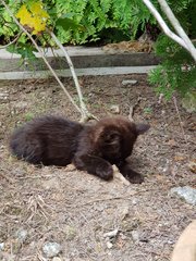 No Name Yet - Domestic Long Hair Cat