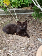 No Name Yet - Domestic Long Hair Cat