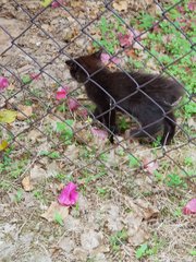 No Name Yet - Domestic Long Hair Cat