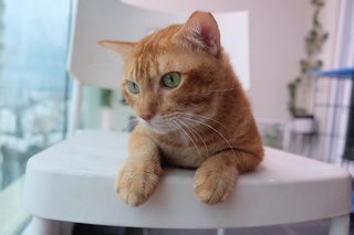 Ginger Al - Domestic Short Hair Cat