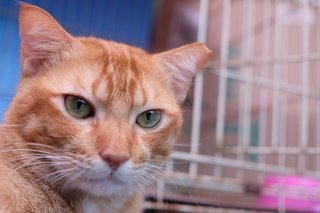 Ginger Al - Domestic Short Hair Cat