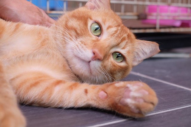 Ginger Al - Domestic Short Hair Cat