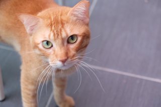 Ginger Al - Domestic Short Hair Cat