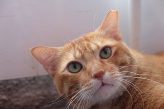 Ginger Al - Domestic Short Hair Cat