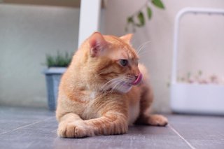 Ginger Al - Domestic Short Hair Cat