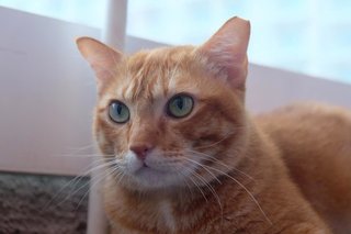 Ginger Al - Domestic Short Hair Cat