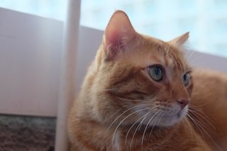 Ginger Al - Domestic Short Hair Cat