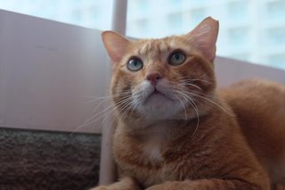 Ginger Al - Domestic Short Hair Cat