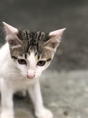 6 Loving Kittens For Adoption - Domestic Short Hair Cat