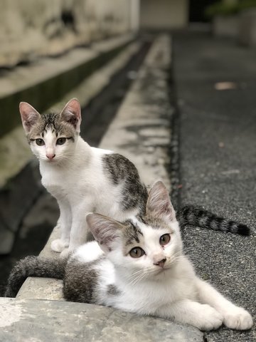 6 Loving Kittens For Adoption - Domestic Short Hair Cat