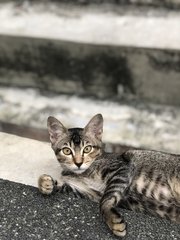 6 Loving Kittens For Adoption - Domestic Short Hair Cat