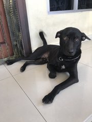 Dark Night - Mixed Breed Dog