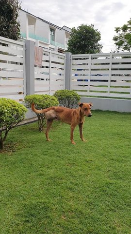 Rocky - Mixed Breed Dog