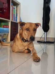 Rocky - Mixed Breed Dog