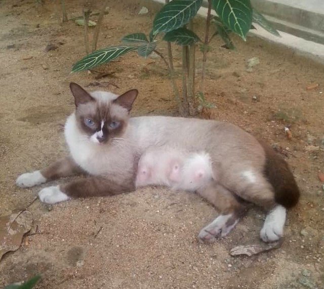 Panda - Domestic Short Hair + Ragdoll Cat