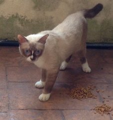 Panda - Domestic Short Hair + Ragdoll Cat