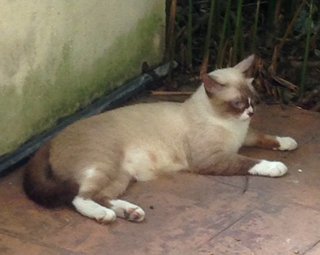 Panda - Domestic Short Hair + Ragdoll Cat